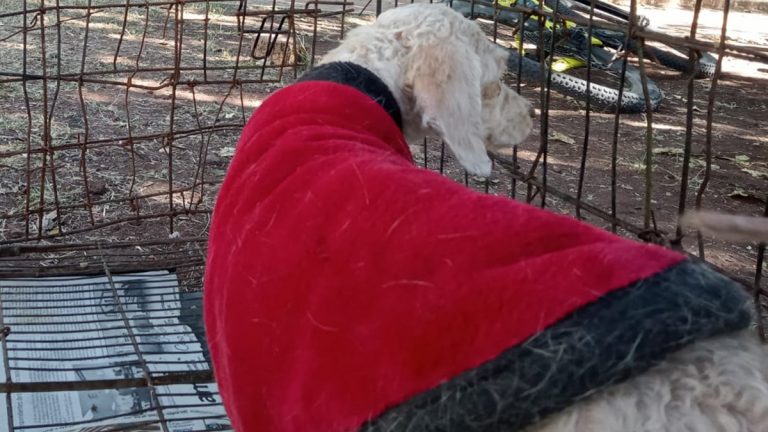 Hospital Público Veterinario debe ser gestionado con prudencia: animalistas