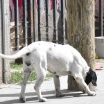 PERRITOS (2)