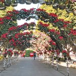 AÑO NUEVO (3)