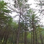 NATURALEZA GTO.GTO (2)