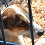 ADOPTON (2)