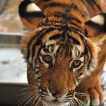 tigre foto especial
