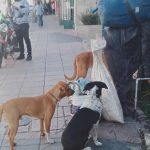 ADOPTON (1)