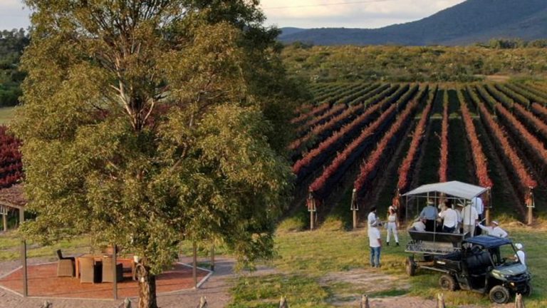 Guanajuato es tierra de vinos