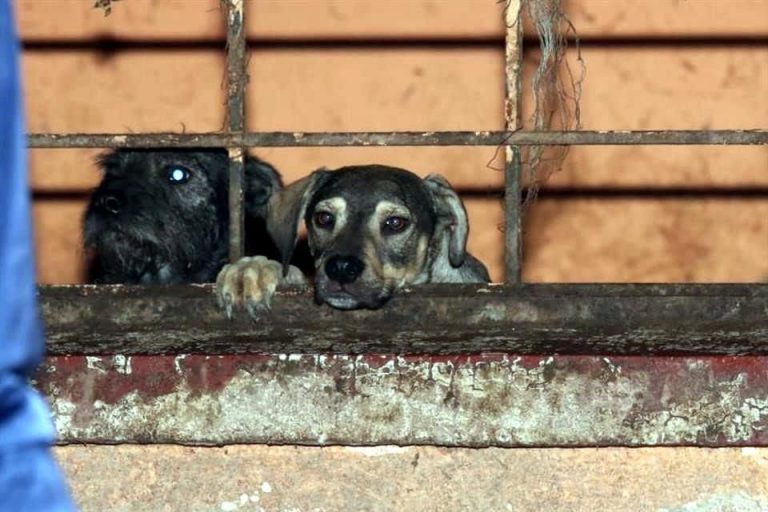 Maltrato animal no cesa en León Maltrato animal no cesa en León