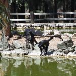 ZOOLÓGICO (8)