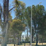 ARBOLES (2)-1