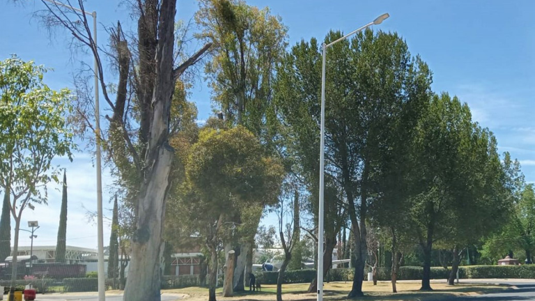 Denuncian tala constante de árboles