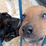 ADOPTON (5)