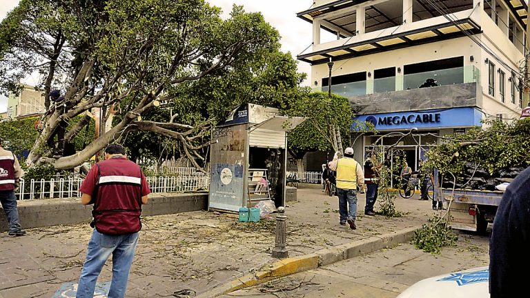 Cae árbol de setenta años de antigüedad