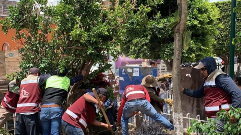 Reemplazan árbol Reemplazan árbol