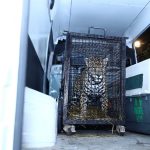 FELINOS (1)