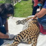 FELINOS 1