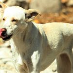 PERRITOS (4)