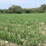 Campo (1)