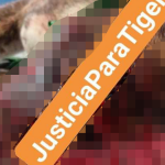 TIGRE 8PERRITO MACHETEADO) (2)