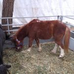 FERIA GANADERA (5)