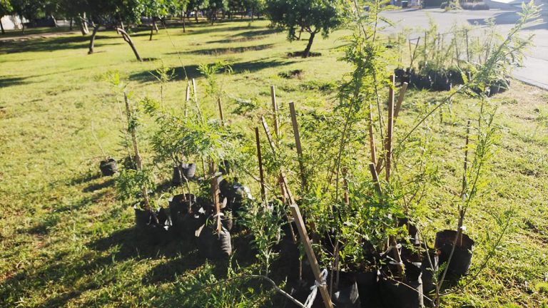 Arboriza FURA tramo del Juan Alonso de Torres