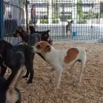 ADOPTON (1)
