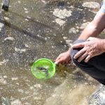 SAPAL (ENTREGA DE PECES ) (3)