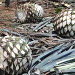 EXPORTACIÓN AGAVE (2)