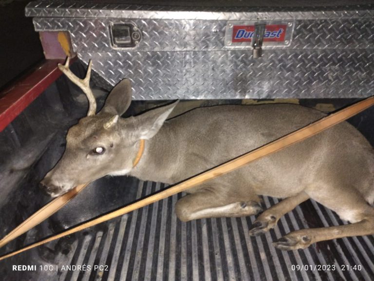 Dan atención a venado herido