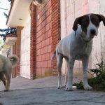 maltrato animal (1)