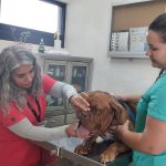 HOSPITAL VETERINARIO (1)