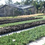 VIVERO MPAL (8)