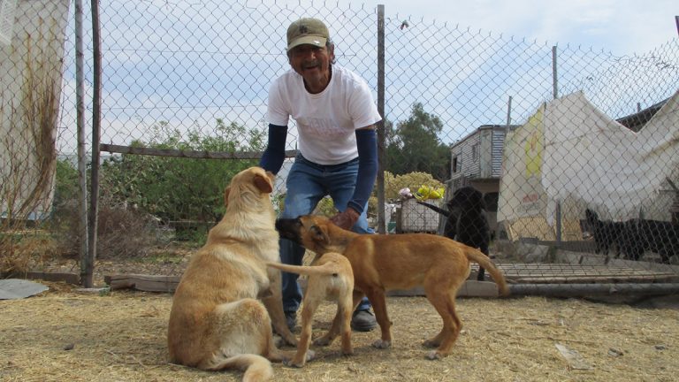Le da un hogar a los perritos de la calle