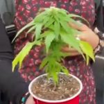 MARIGUANA FOTOS ESPECIALES (3)