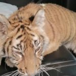PERMISOS ANIMALES EXÓTICOS SEMARNAT (1)