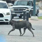 PERROS (CONDICIÓN CALLE) (1)