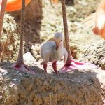 POLLO (3)