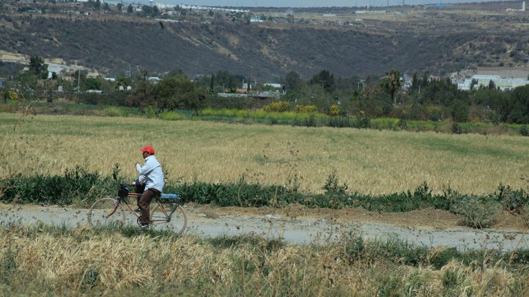 Entregan forraje para ganado de pequeños productores