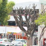 ÁRBOL JACARANDA CENTRAL CAMIONERA (3)