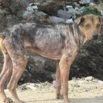 LOS PERROS FAMELICOS DE MEDINA (3)