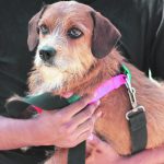 CAMPAÑA MASIVA DE ESTERILIZACIÓN Y ADOPCIÓN (1)