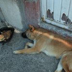 PERRITOS MALTRATO (2)