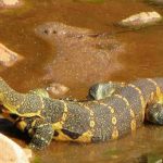 ANIMALES EXOTICOS 2
