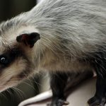 ANIMALITOS (2)