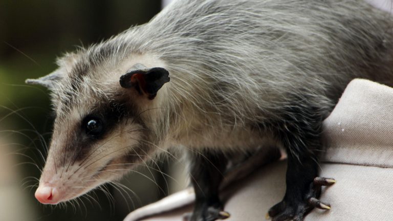 911 también atiende emergencias que estén relacionadas con fauna