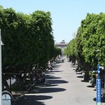 FOTONOTA ÁRBOL (4)