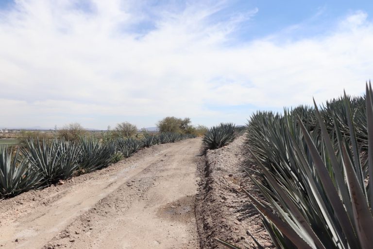 Buscan denominación de origen para el Mezcal