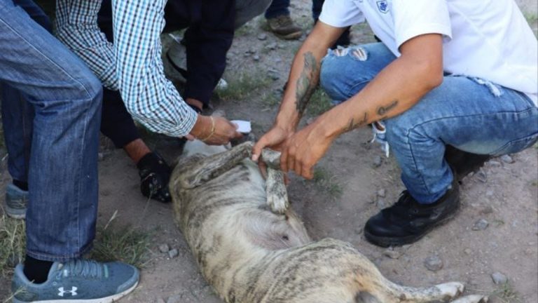 Hay jaurías en varias colonias de la ciudad