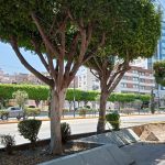 RETIRO ARBOLES (1)