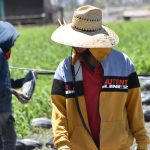 RURAL (JORNALEROS) (2)