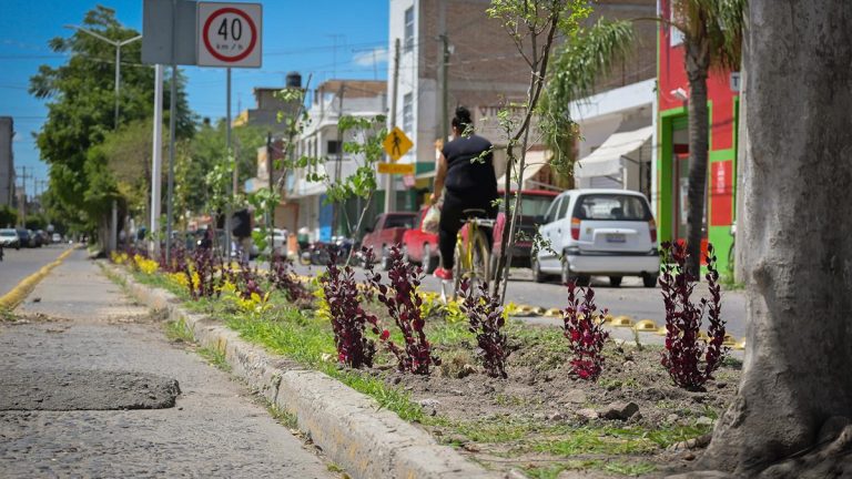 Reforestan con plantas nativas