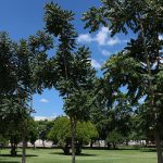 REFORESTACIÓN (7)