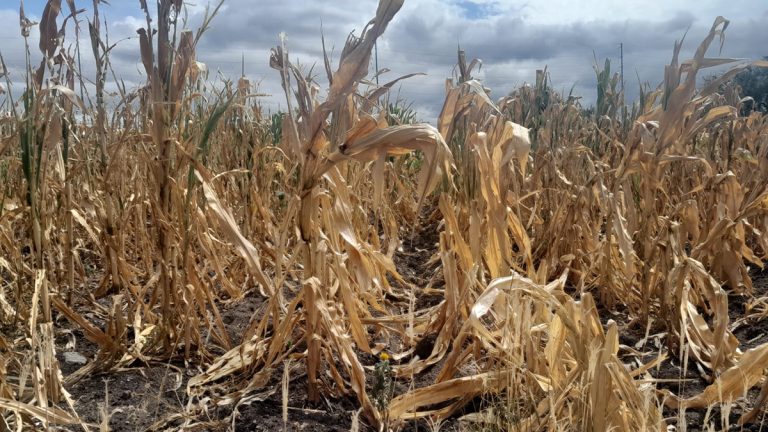 Reportan pérdidas en 60% de la agricultura de temporal